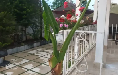 ویلا دوبلکس نوشهر استخردار شهرکی در انارور